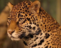 Animal Adaptations - The Tropical Rainforest